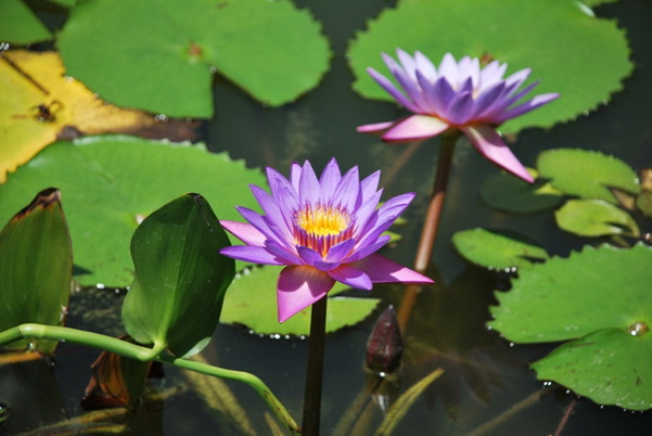 BOTANICAL GARDEN (Jardín botánico), Santo Domingo.