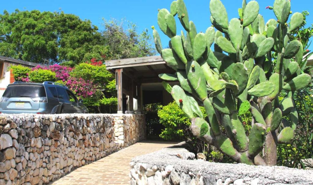 Cacti are typical of Barahona's natural landscape. South of the Dominican Republic