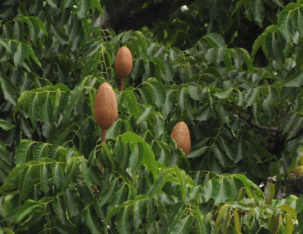 Крупнолистный махагони (Swietenia macrophylla) в Колумбии