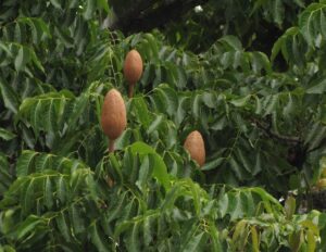 Крупнолистный махагони (Swietenia macrophylla) в Колумбии