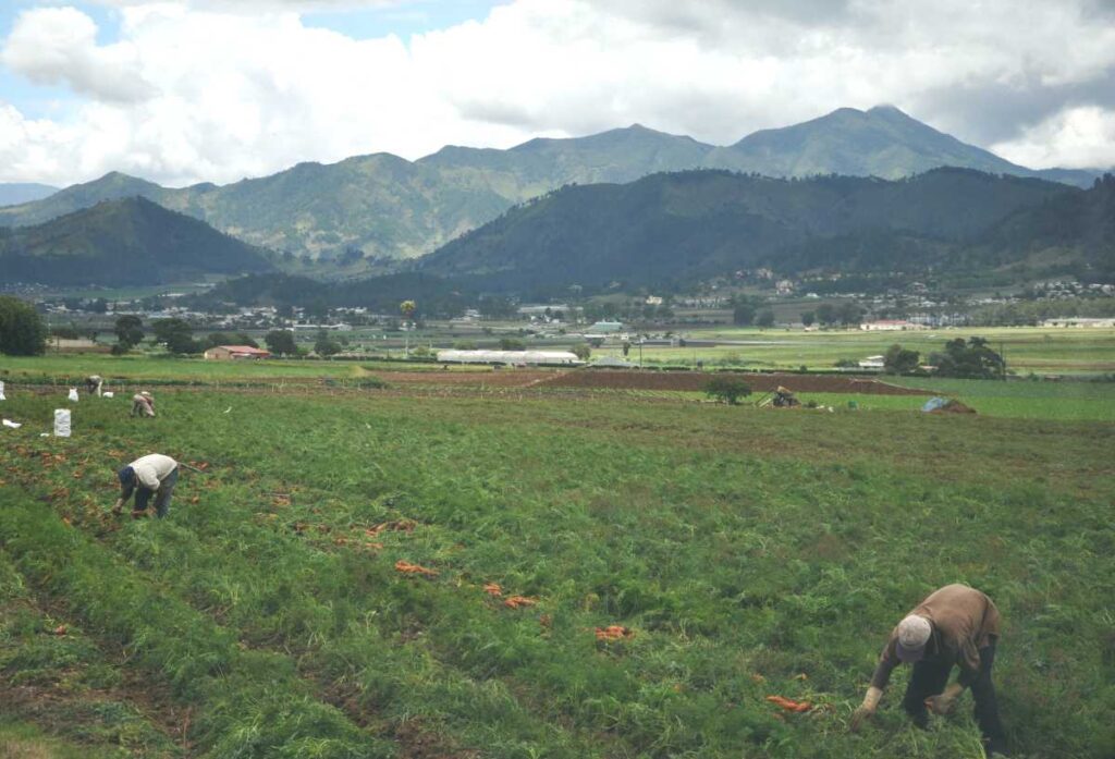 Campo de vegetales y cosecha en Constanza