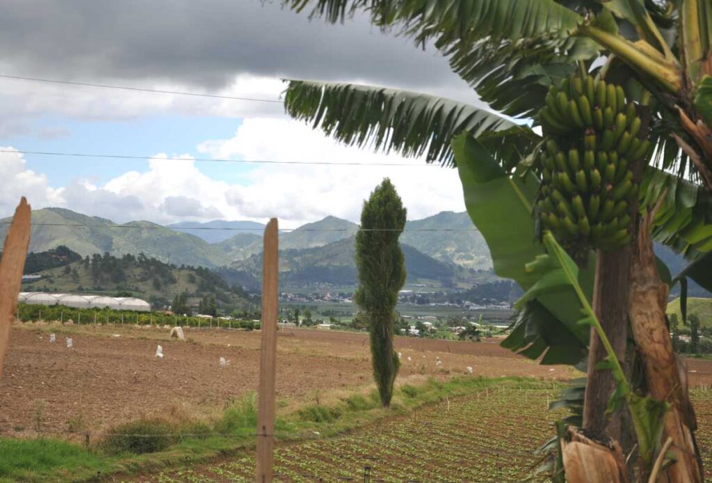 Campos agrícolas en Constanza, República Dominicana. Bananas creciendo en una palma