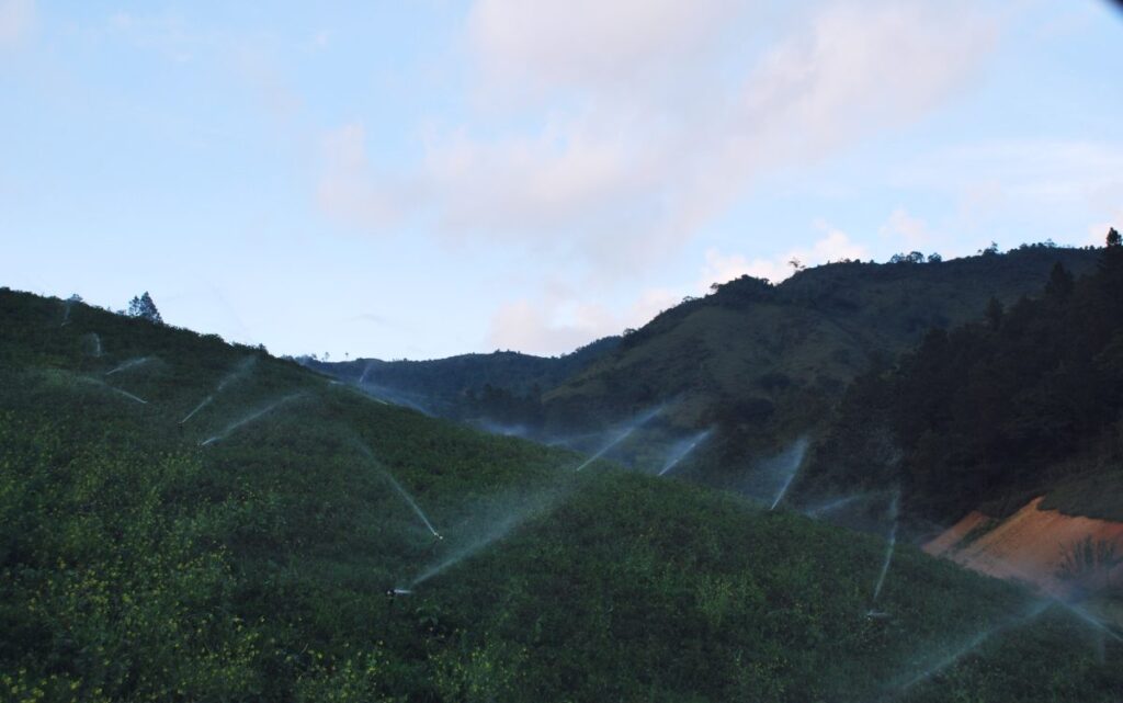 Riego de los campos agrícolas en la zona montañosa de Constanza