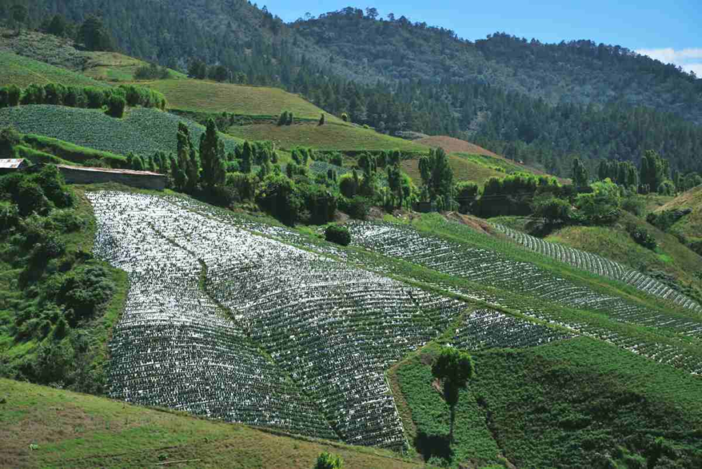 Constanza montañosa. Cosechas de vegetales, frutas y hierbas