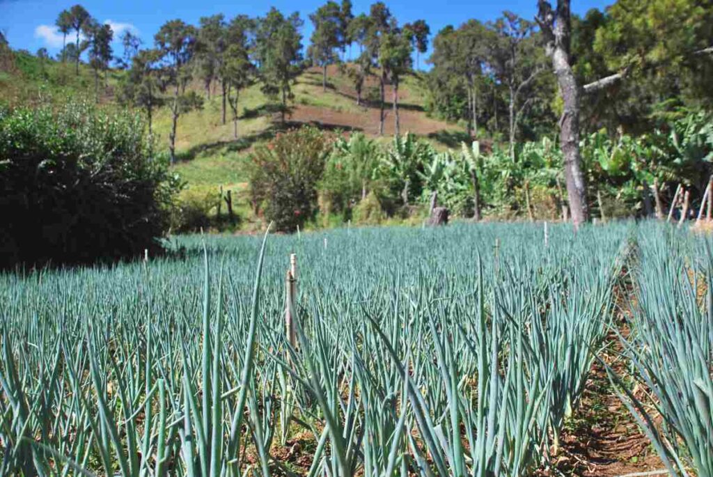 En los campos de Constanza, República Dominicana, se cultivan vegetales y hierbas