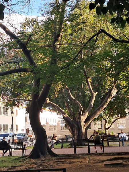 CULTURE SQUARE (Plaza de la Cultura), Santo Domingo.