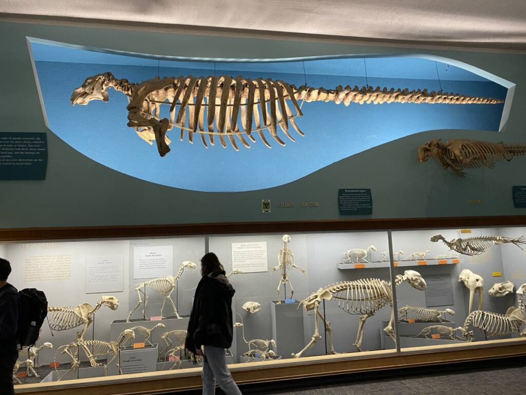 Скелет вымершей стеллеровой коровы (Hydrodamalis gigas) в Bone Hall Национального музея естественной истории Смитсоновского института, Вашингтон. 