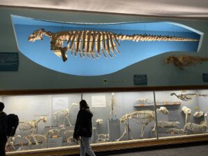 Скелет вымершей стеллеровой коровы (Hydrodamalis gigas) в Bone Hall Национального музея естественной истории Смитсоновского института, Вашингтон.