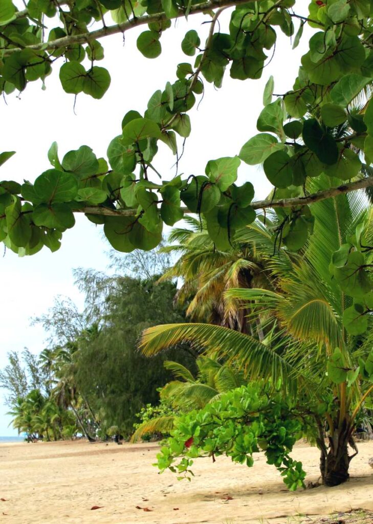 Naturaleza de Las Terrenas, Samaná, República Dominicana