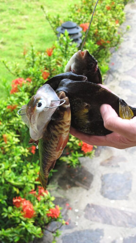Pez. Pesca submarina en Las Terrenas, Samaná, República Dominicana