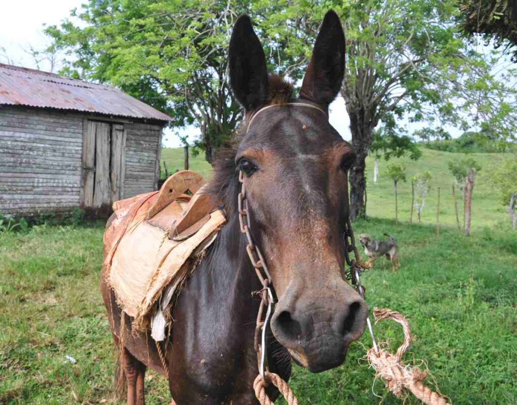 Mula para excursiones a caballo en la República Dominicana
