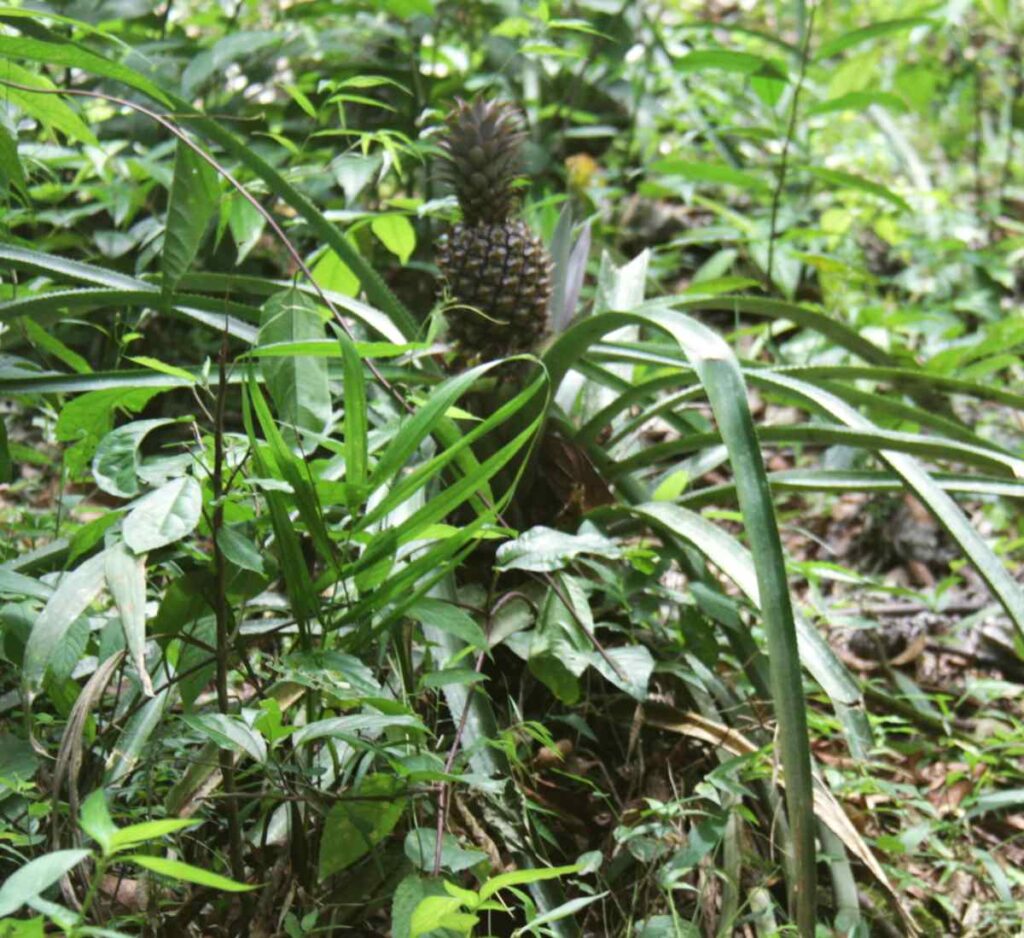 Piña creciendo en estado silvestre en la República Dominicana