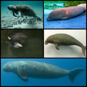 Все сирены практически похожи. Различают их только специалисты.
