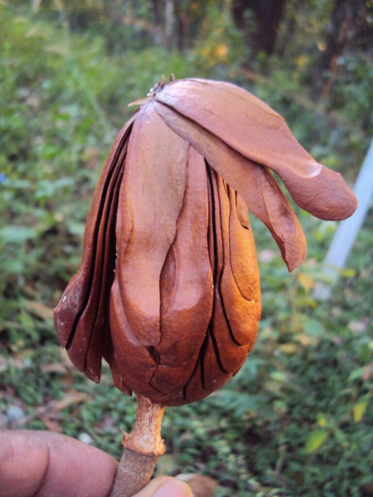 Семена крупнолистного махагони (Swietenia macrophylla) в Перии, штат Керала, Индия. 