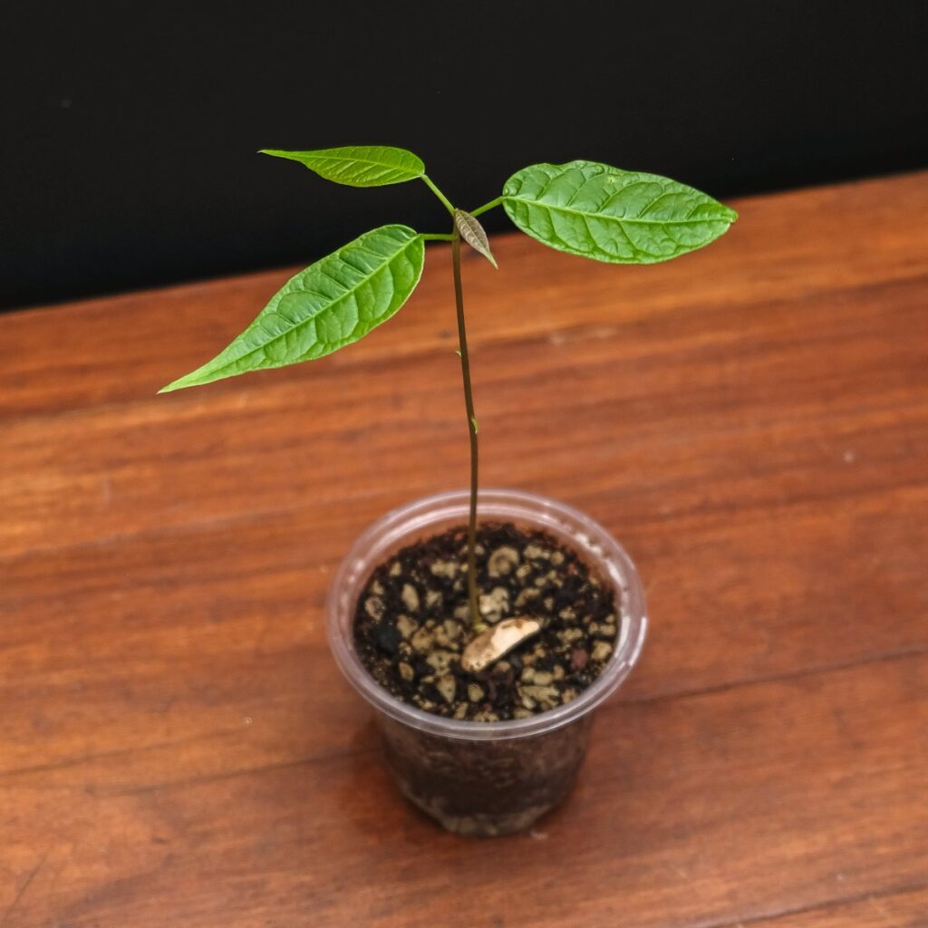 Саженец американского махагони (Swietenia mahagoni). 