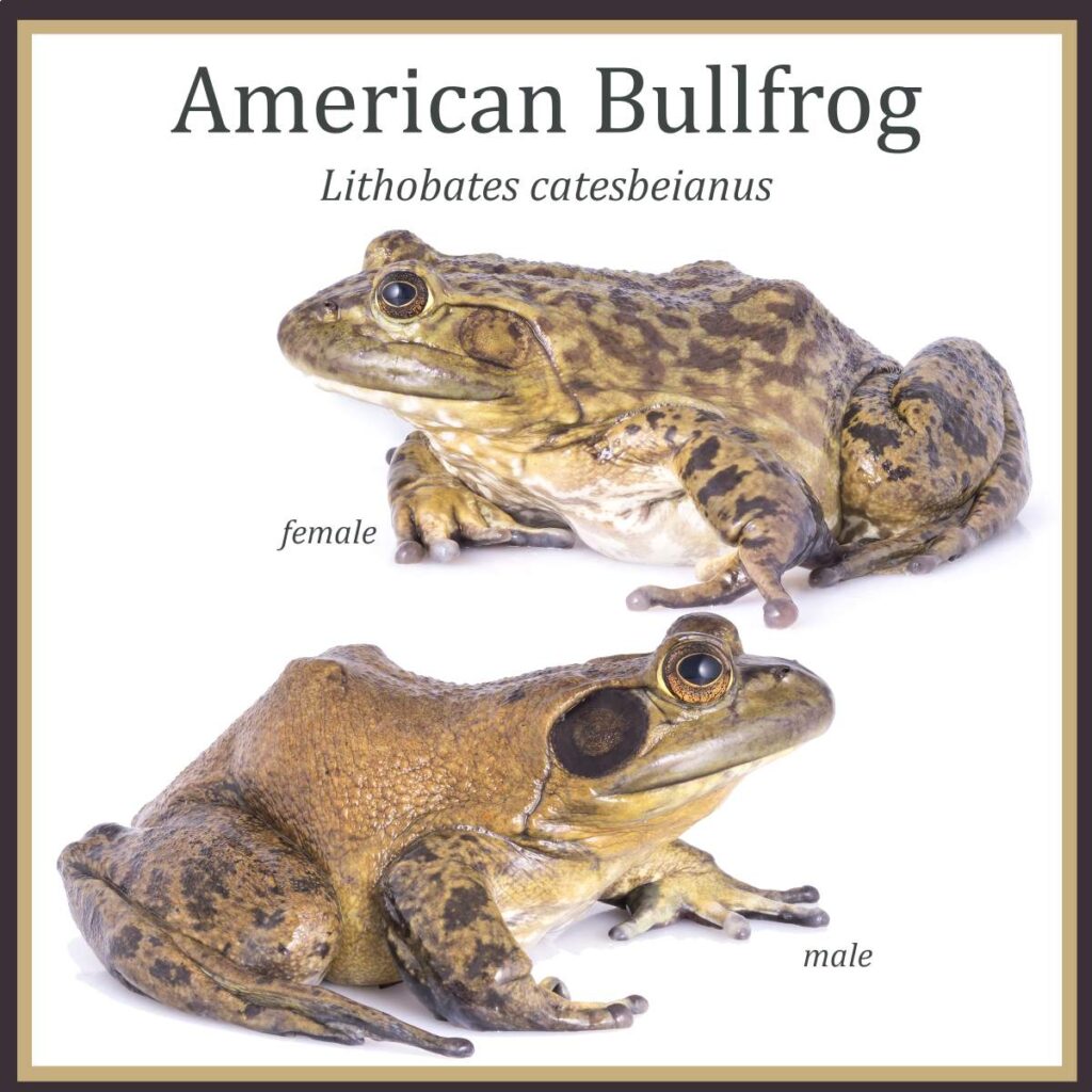 Самец и самка американской лягушки-быка (Lithobates catesbeianus). Лягушки-быки. 
