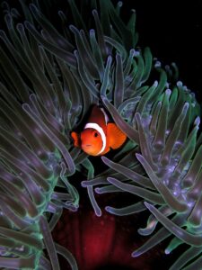 Рыба-клоун оцеллярис (Amphiprion ocellaris) среди щупалец великолепной актинии (Heteractis magnifica).