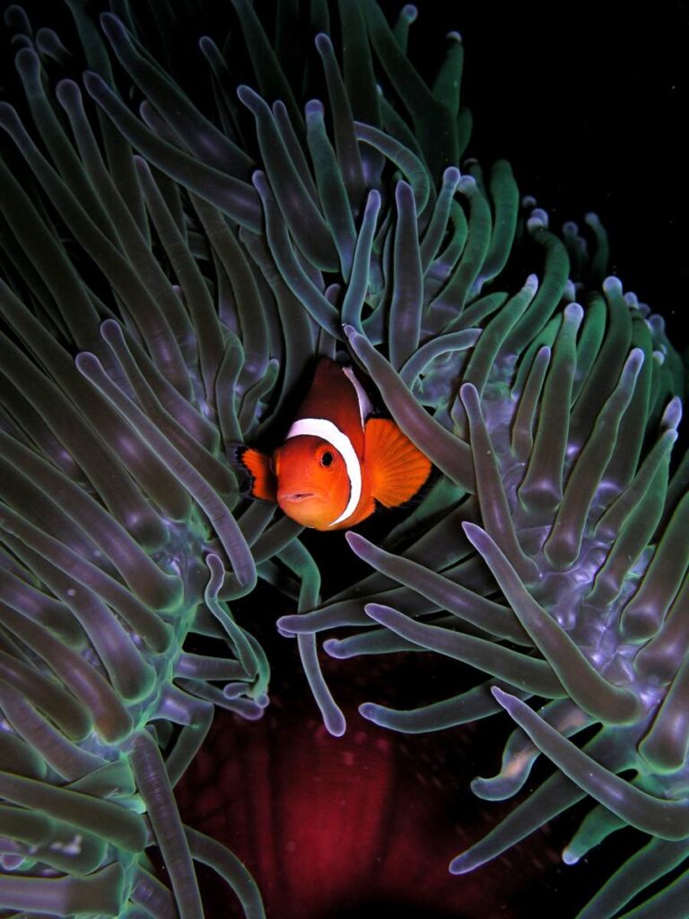 Рыба-клоун оцеллярис (Amphiprion ocellaris) среди щупалец великолепной актинии (Heteractis magnifica). 