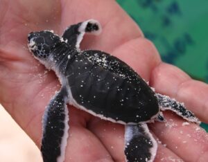 Только что вылупившийся детёныш зелёной морской черепахи (Chelonia mydas), Симиланские острова, Таиланд.