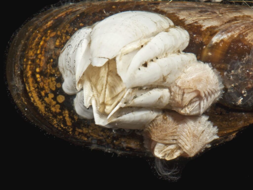Морские жёлуди Balanus crenatus и Verruca stroemia.