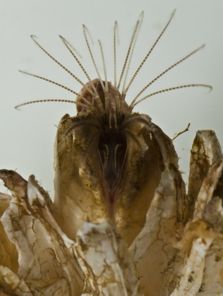 Морской желудь Balanus crenatus кормится. 