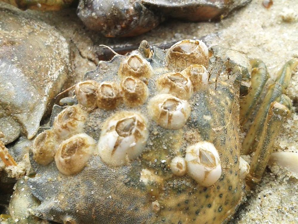 Морские жёлуди рода Balanus (усоногие ракообразные), прикрепившиеся к панцирю краба. 