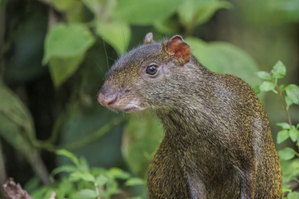 Центральноамериканская агути (Dasyprocta punctata), Эквадор.