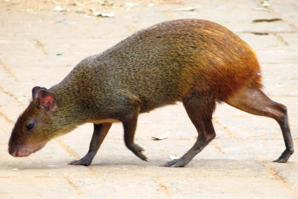 Агути Азары (Dasyprocta azarae), Бразилия.