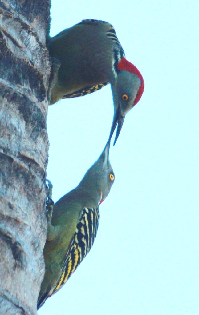 Пара гаитийских меланерпесов Melanerpes striatus. Ла-Романа, Доминиканская Республика.
