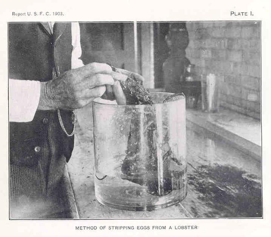 Сбор икры у самки для искусственного разведения. Фото: Hugh McCormick Smith, 1902–1903 