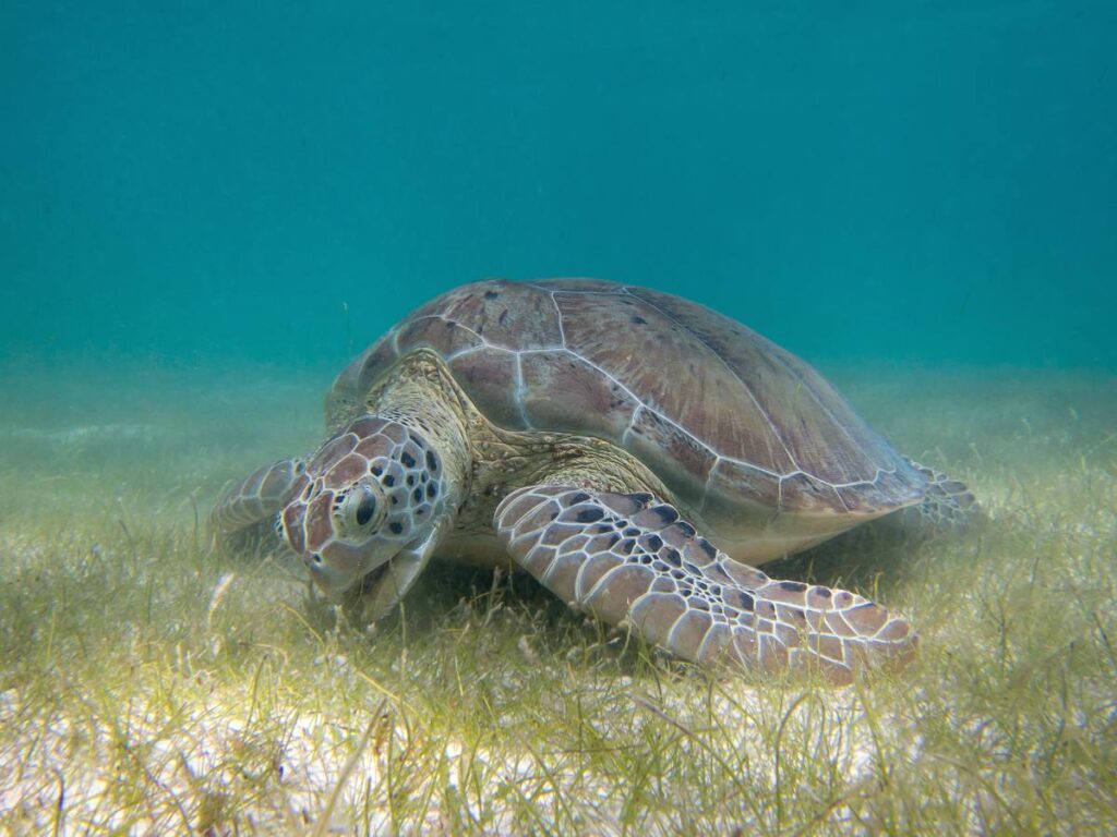 Зелёная морская черепаха (Chelonia mydas) пасётся на подводном лугу морской травы у берега Акумаля, Мексика.