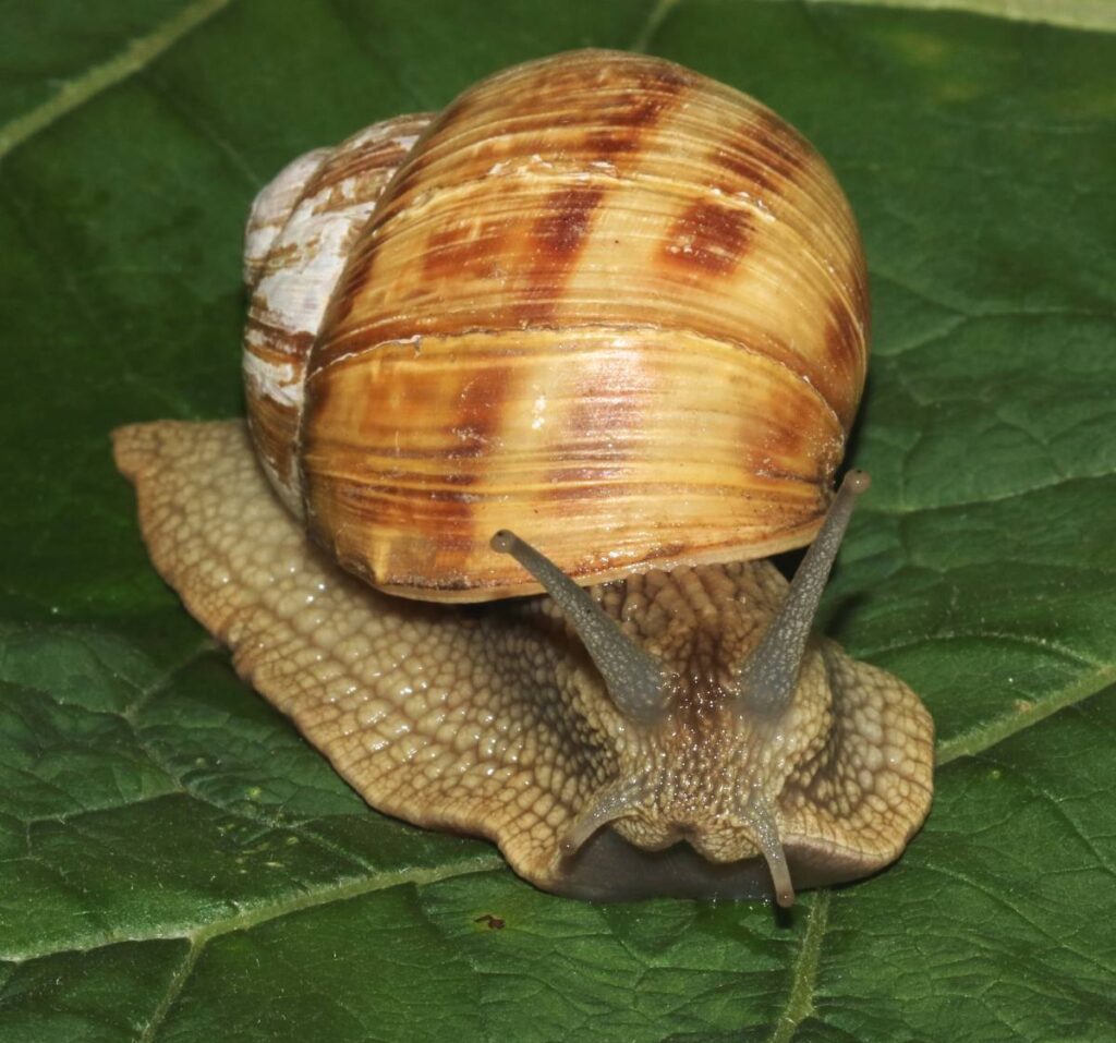 Виноградная улитка (Helix pomatia).