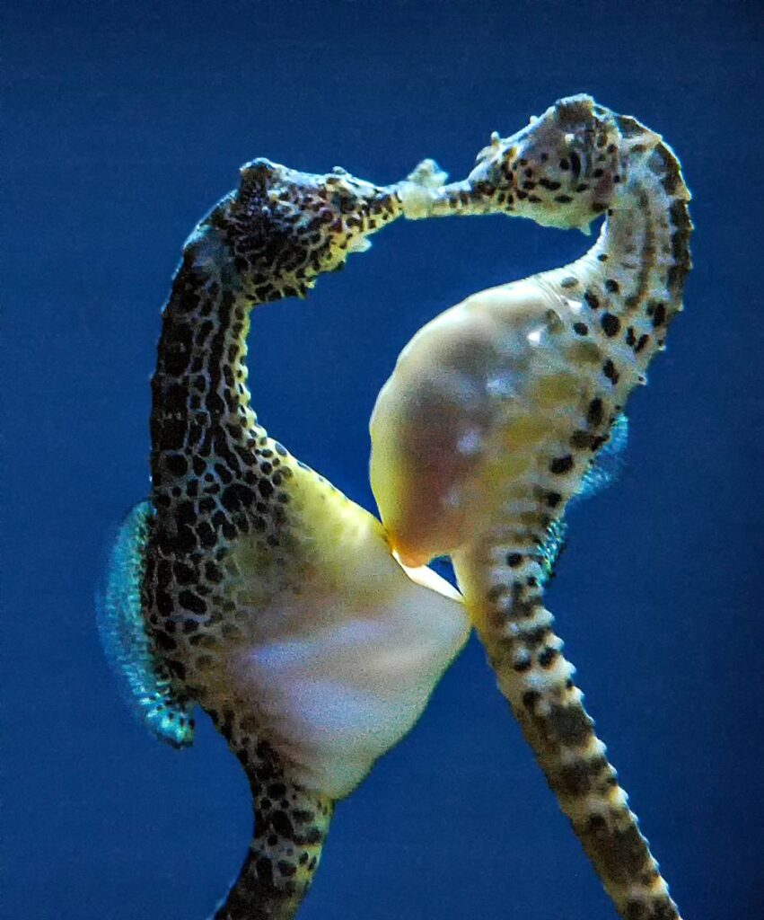 Большие морские коньки (Hippocampus abdominalis) во время брачного ритуала, аквариум Монтерей-Бей, Калифорния, США.