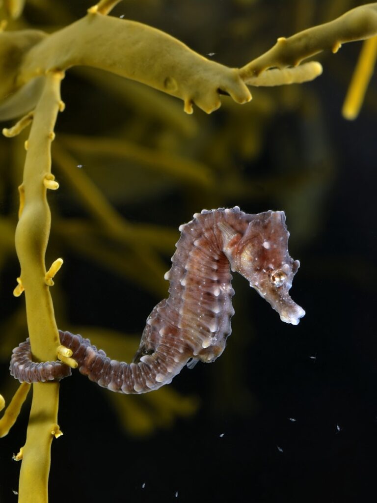 Обыкновенный морской конёк (Hippocampus hippocampus), Северное море у берегов Бельгии.