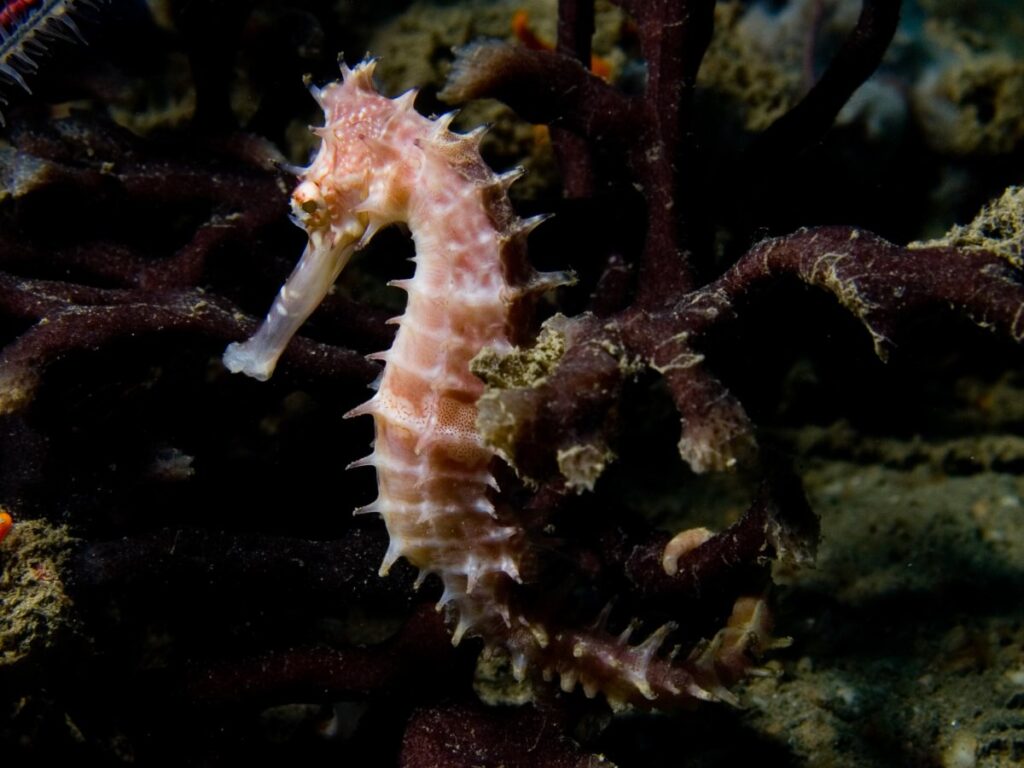 Колючий морской конёк (Hippocampus histrix), Восточный Тимор. Остров в Юго-Восточной Азии. Фото: Nick Hobgood / Wikimedia Commons, CC BY-SA 3.0.