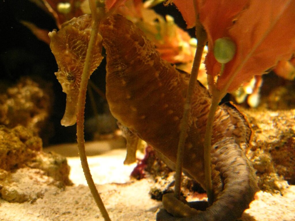 Тихоокеанский морской конёк (Hippocampus ingens).