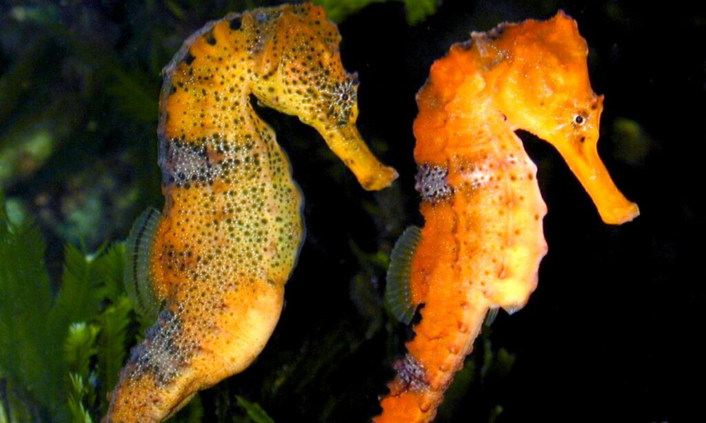 Длиннорылые морские коньки (Hippocampus reidi): самец слева, самка справа.