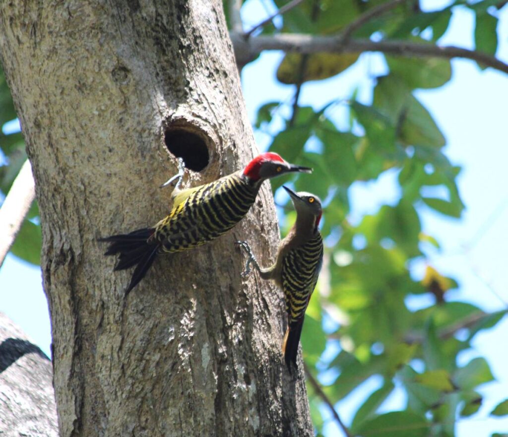Гаитийские меланерпесы, Melanerpes striatus. Доминиканская Республика