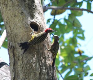 Гаитийские меланерпесы, Melanerpes striatus. Доминиканская Республика