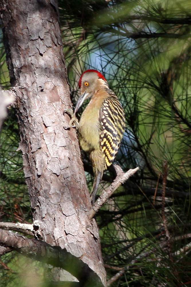 Гаитийский меланерпес Melanerpes striatus. Доминиканскаяя Республика.