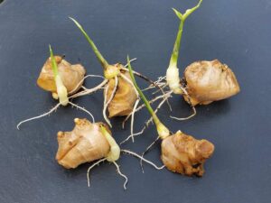 Кусочки корневища пищевого имбиря (Zingiber officinale) с формирующимися корнями. Для образования корней их поместили в субстрат и держали влажными при 20–22 °C.