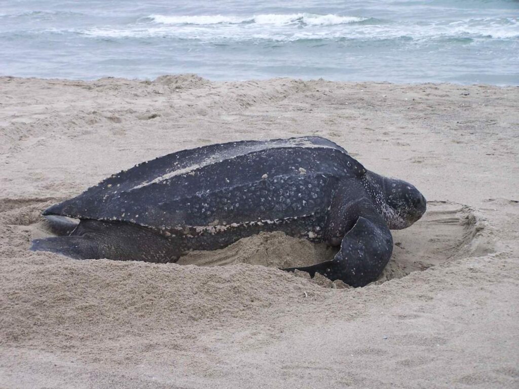 Кожистая черепаха (Dermochelys coriacea) откладывает яйца на пляже.