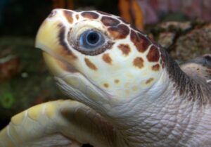Логгерхед, или головастая морская черепаха (Caretta caretta).