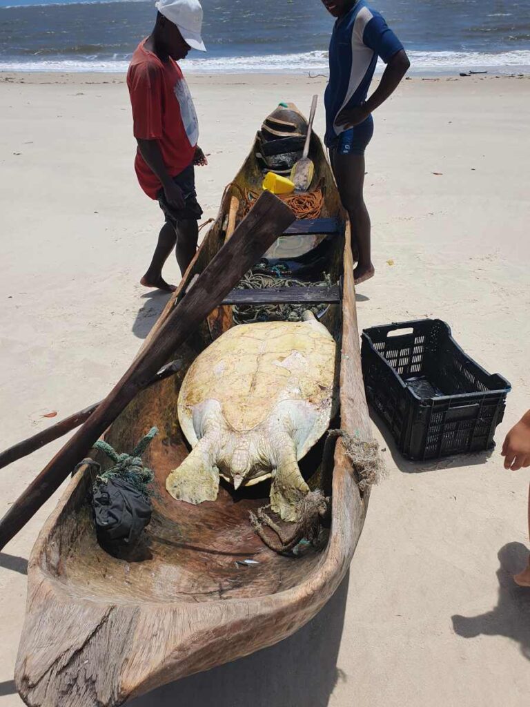 Спасенный Логгерхед, или головастая морская черепаха (Caretta caretta). Незаконный отлов браконьерами в Мозамбике.