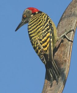 Гаитийский меланерпес Melanerpes striatus у побережья провинции Ла-Романа, Доминиканская Республика.