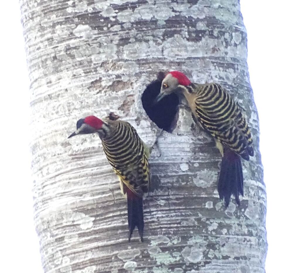 Гаитийские меланерпесы, Melanerpes striatus, Доминиканская Республика.