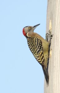 Гаитийский меланерпес Melanerpes striatus — эндемичный дятел острова Гаити. Доминиканская Республика.