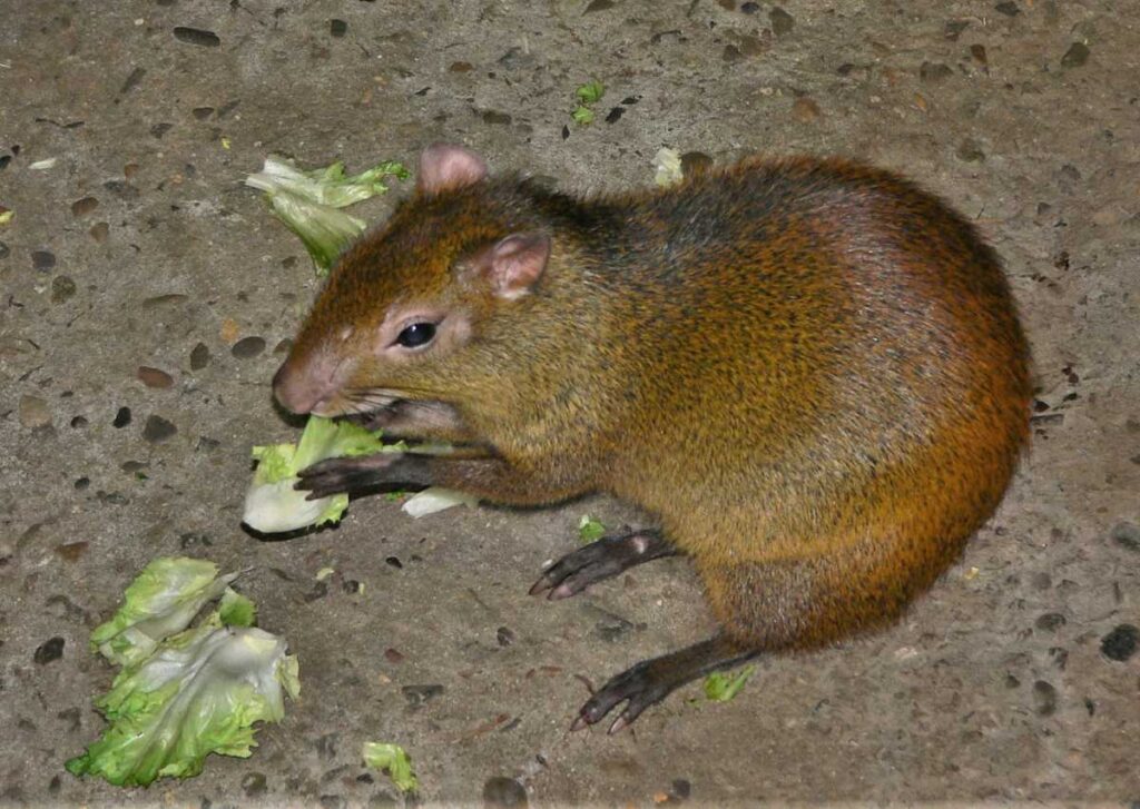 Золотистая агути (Dasyprocta leporina) в Филадельфийском зоопарке, США.