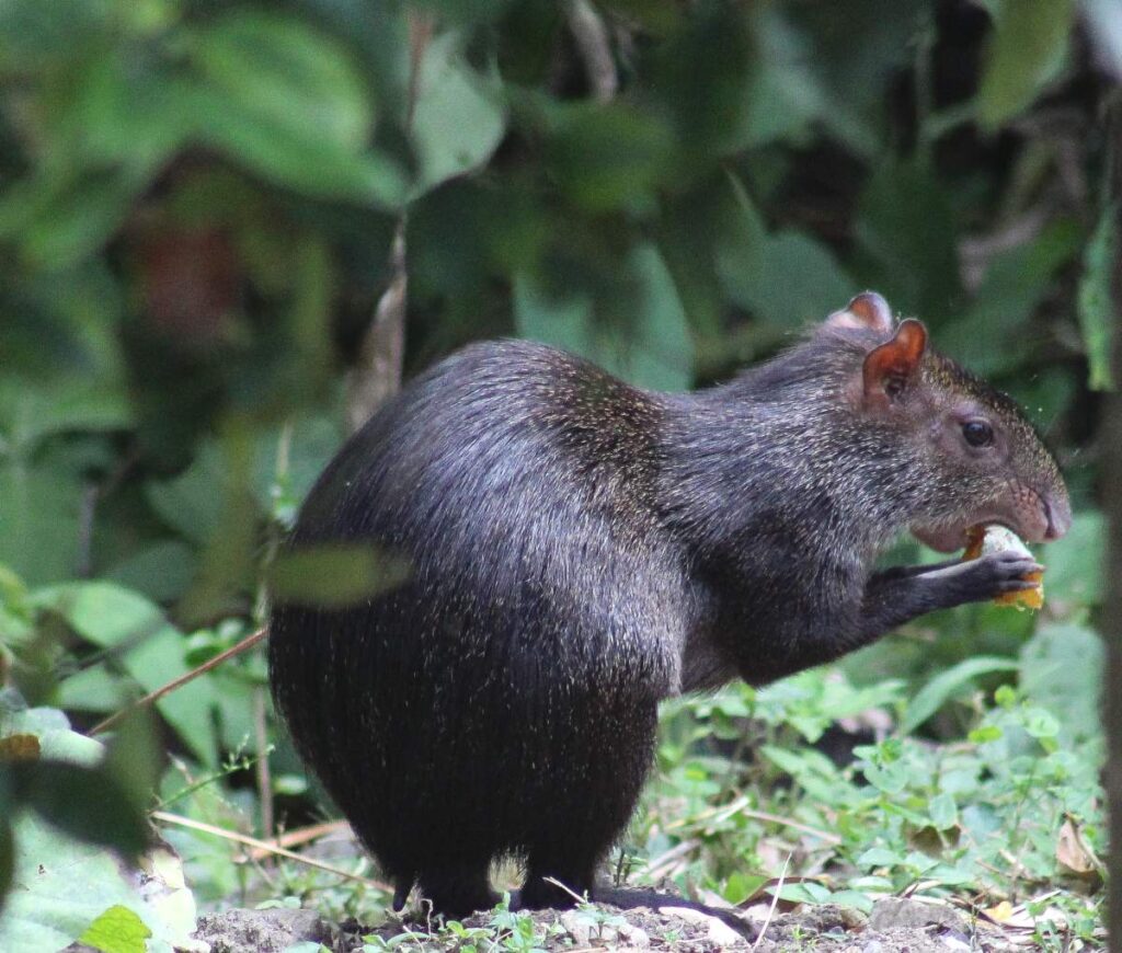 Центральноамериканская агути (Dasyprocta punctata), поедающая манго. Колумбия.