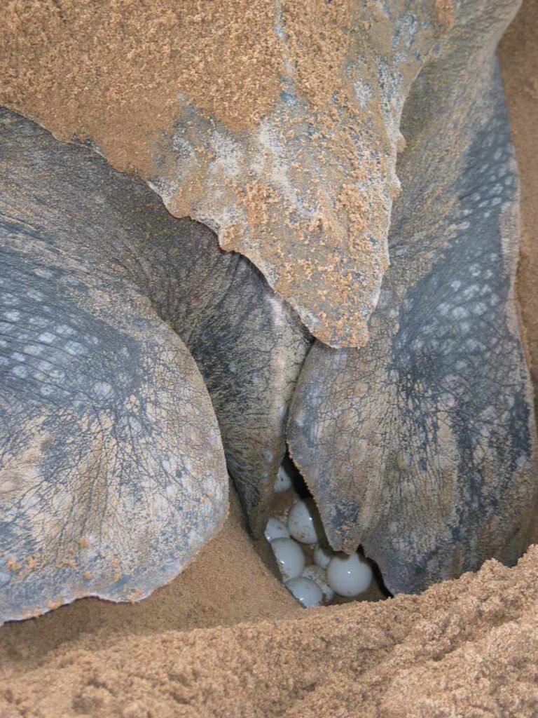 Кожистая черепаха (Dermochelys coriacea) откладывает яйца на пляже